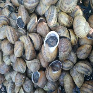 Helix Aspersa Maxima gros gris - coquillage crustacé proposons escargots vivant helix aspersa maxima gros gris en gros,  calibres et sortes different. livraison international disponible