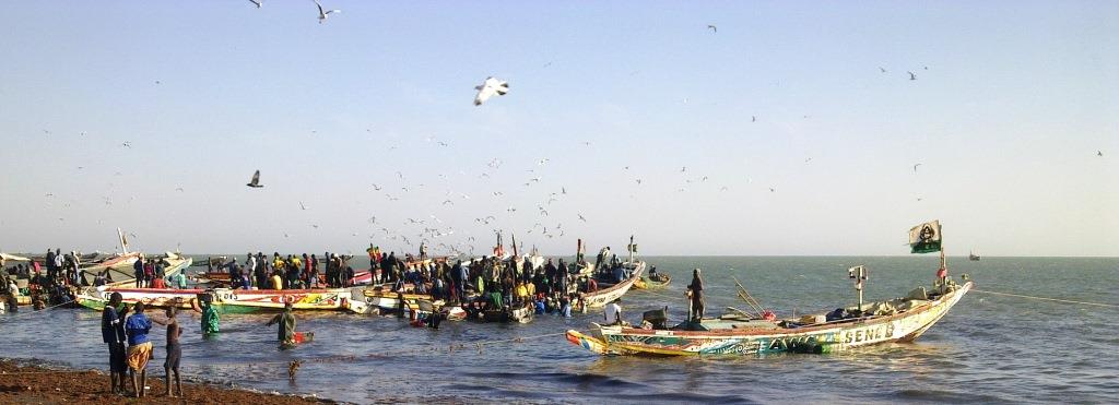 DAILY FRESH FISH FROM SENEGAL - fish the fishermen's cooperative of the small port city of nianing,  on the south coast of senegal,  offers a regular supply of fresh fish of the day (fao zone 034).--providing all the appropriate certificates (sanitary,  original,  catch,  etc.) and being registered with the senegalese authorities,  we export