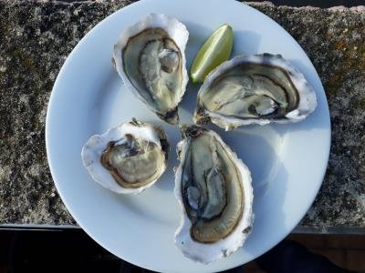 Huîtres de Mediterrannee - coquillage crustacé nous vous proposons des huîtres dont les naissains prègrossis à oléron , france,  ( 9 à 10 mois) . elles sont ensuite transportèes à leucate pour etre elevées sur des tables de relevage ,  elles bénéficient de l'eau,  de l'iode et du s