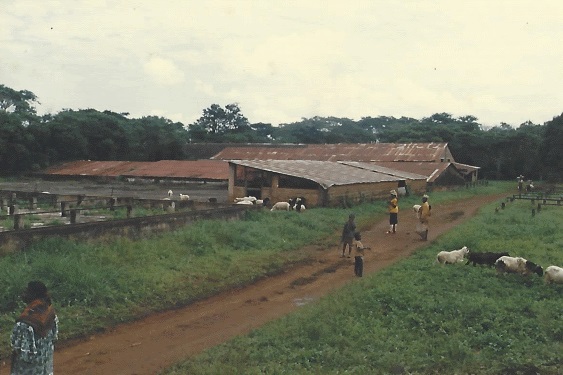 Vends domaine de 1000 ha pour polyculture-élevage - mine terrain concession vends domaine pour polyculture et élevage situé près de la ville de foumbot au cameroun (afrique).--de nombreuses cultures (café,  maraîchage,  arboriculture fruitière, culture florale,  cultures pluviales,  ...) et élevage sont envisageables en raison du c