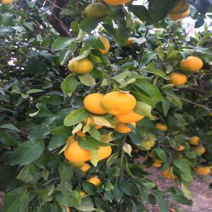 Clementine provenant de croatie - fruits et légumes clementines de bonne qualite et de bonne taille d' une belle couleur et d' un gout parfait. 2, 5 hectare de terrain loins des pollutions