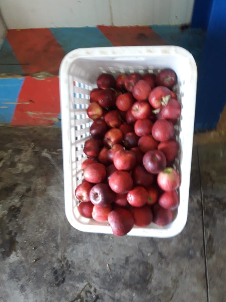 Pomme Gala  - fruits et légumes recherche acheteur de très bonne qualité de pomme gala au maroc --veuillez me contacter très bon prix --