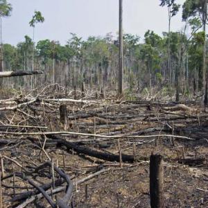 Des espaces pour faire l'agriculture Bio - Investissement capitaux en bref je suis en république du congo brazzaville dans le cadre de développée notre secteur d'agriculture actuellement nous disposons plusieurs espaces apte pour faire toutes types des culture bio a mettre a la disposition des bon investisseurs dans le secteur d'agriculture bio