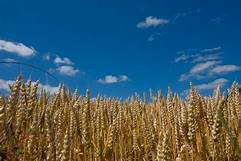 Blés /riz/fèves - céréales je cherche un producteur pour  acheter du blé,  du riz,  et des fèves en grandes quantités (1000 tonnes de chaque  pour exporter vers l'algérie). a renouveler très régulièrement si l'offre est correcte.--j'ai besoin de connaître les tarifs au plus