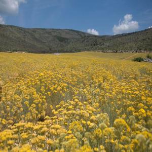 Organic helichrysum italicum essential oil - olis on the beautiful hill tops of sunny capljina in herzegovina we grow our helichrysum italicum in its natural environment. direct from our 60 hectare farm of organic certified immortelle helichrysum italicum (ec and usda) the plant is distilled on site in our modern distillery using vacuum distillatio