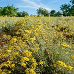 Plantes aromatiques - Investissement capitaux recherche investissuer sur projet devellopement durable,  production et distillation de plantes aromatiques,  vente directe,  commerce de gros en bio.--de quoi develloper une gamme d'huiles essentielles provencales et montagneuse.