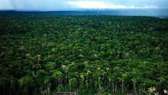 +1000 ha de forêts vierges disponibles - bois charbon fibre nous disposons plus de 1000 ha de forets vierges ayant tous les documents administratifs et légaux à jour pour un partenariat d'exploitation ( industrie du bois)--nous recherchons partenaires pour l'exploitation des forets --lieu- liberia / nimba--nb- les parcelles ne sont pas en vente