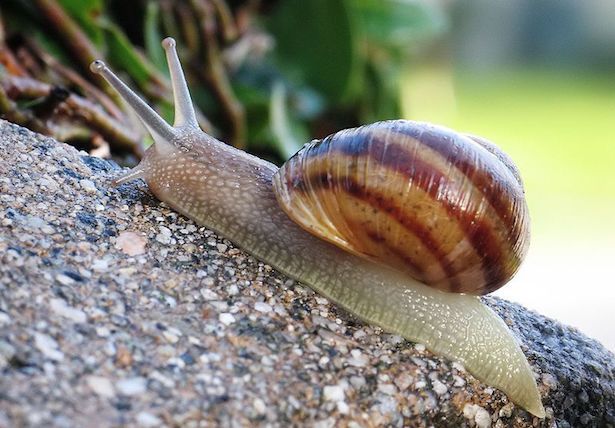 CHERCHE PARTENAIRE EN HELICICULTURE - animaux vivants bj --je suis intéresser par l’héliciculture (elevage  d'escargots ) et je cherche un --partenaire dans ce domaine j ai un terrain de 2 hectar a la région chaouia