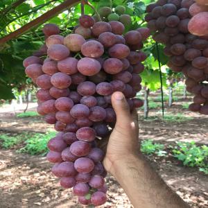 OFFRE DE PRODUCTION DES RAISINS DE TABLE - MAROC - fruits et légumes meilleure qualité ayant une référence sur l échelle nationale--nous cherchons des clients en afrique  --expédition par conteneur frigorifique 20 ou 40 pieds (voie maritime) du port tanger med maroc à destination du client