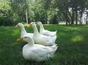 Canard de pekin - animaux vivants je recherche des canard de pékin pour élever et faire leur reproduction. j'ai besoin de 10 femelles et 2 males. si j'ai aussi les oeufs fécondé de cet espèce je prendrai car j'ai un incubateur. 20 œufs que je veux. 