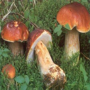 recherche cèpes et girolles - champignon levure bonjour,  je suis de france et je suis a la recherche de champignons ( cepes et girolles ) de bosnie,   serbie du kosovo ou autre dans l'ex yougoslavie,  une quantités de 6, 7 palettes la semaine voir bocoup plus selon le prix et la demande,  je me déplace pour payer et vérifier la m