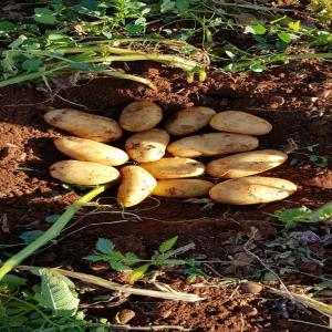 POMME GOLDEN, GALA ROYAL, REDSHIFT - fruits et légumes disponible en france,  minium d'achat 800 kg,  très bonne qualité,  très sucrée,  vente facile. calibre de 70 a 90.