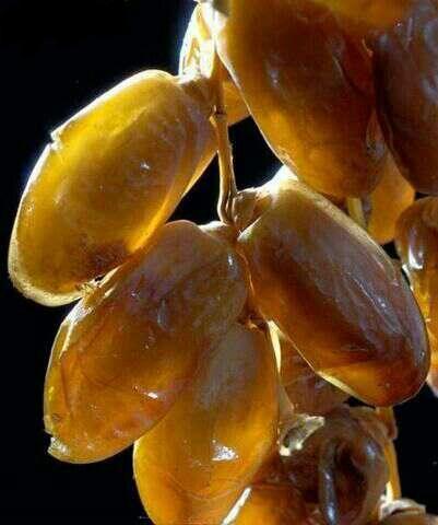 Supplier and  representative companie of Dtes f - fruits and vegetables we offre for you best dates in the world ( dglat nour of algeria )yellow-brown color. as you see in the pic and for  sale procedure iis -- -letter of credit  loc ----price/shipping/ duration and quantity (all negotiable)--best regard