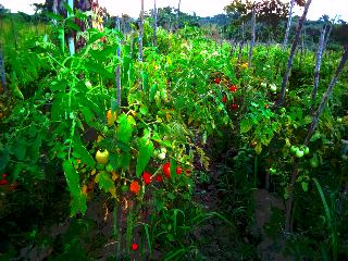 Tomates en vente - fruits et légumes nous debutons la récolte d'un hectare de champs de tomates. nous recherchons des entreprises ou des particuliers intéressés à acheter notre production.