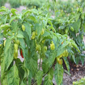 du gros piment, variété GOANA en casamance - fruits et légumes bonjour chers clients, --nous disposons d'un hectare de piment (variété goana) en production en ce moment. nous pouvons fournir chaque semaine 100 à 200 kg de piment selon la demande jusqu'au mois de mars-avril 2019.--vous pouvez également commander d'autres produits &agra