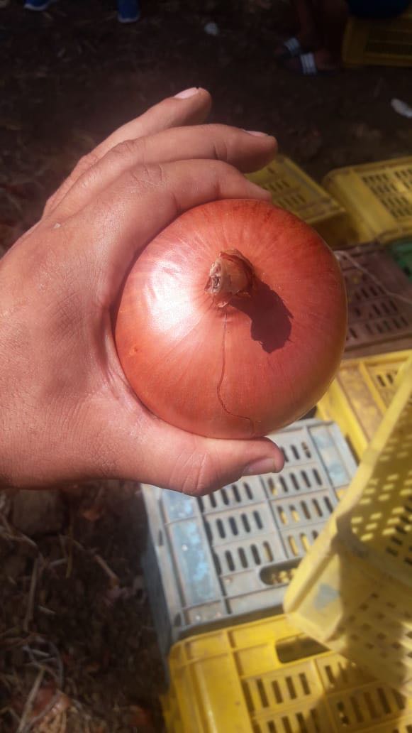 BESOIN D'OIGNON  - fruits et légumes l'oignon doit etre jaune et completement couvert par sa peau . autrement dit la partie blanche de l'oignon  ne doit pas etre visible.