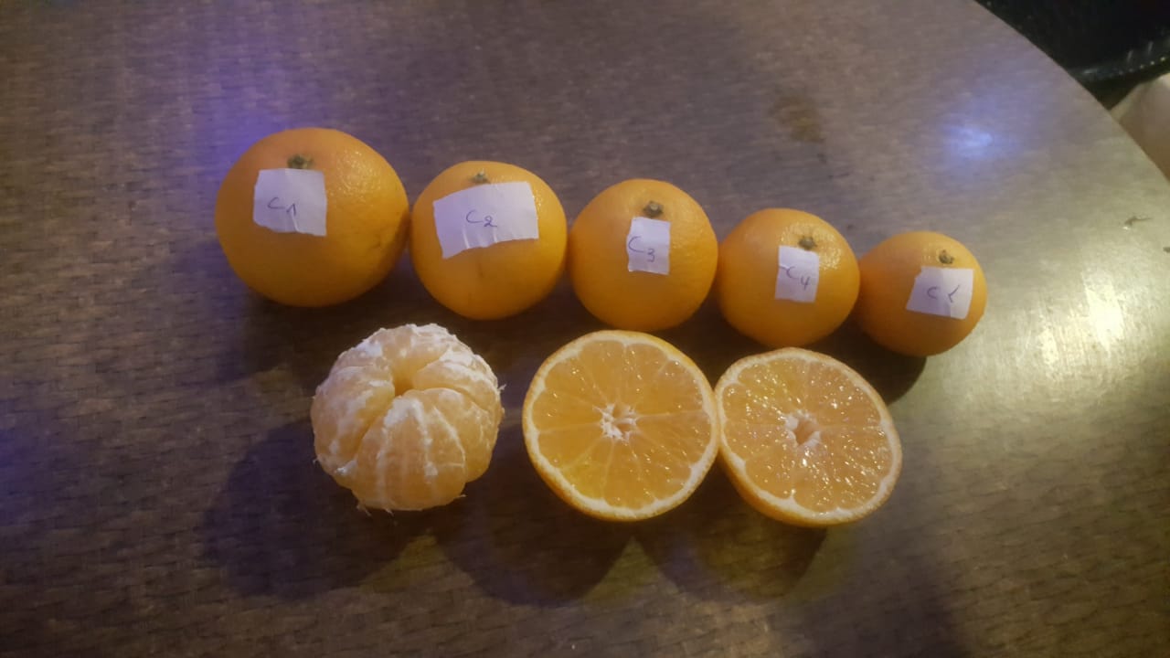 Orange climentine premier qualité  - fruits et légumes nous sommes une société marocaine spécialiste au productions et exportation des fruits et légumes vère l'europe et russie et toute le monde si vous etes intéressé de travailler avec nous en est a votre service cordialement 