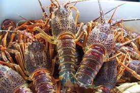 J'achète des langoustes vivantes de madagascar - coquillage crustacé bjr,  je cherche a acheter des langoustes vivantes de madagascar. quantité 300kg/semaine. je m'occupe du conditionnement et de l'expédition à la réunion.je suis actuellement a madagascar n'hesitez pas a me contacter. merci de me faire vos propositions de prix.