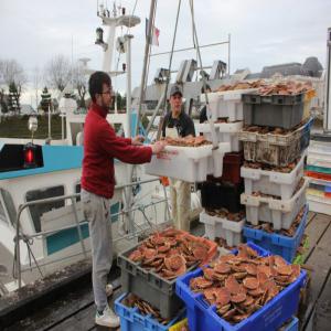 coquilles saint jacques entiére fraiche  - coquillage crustacé notre société met en œuvre l’exportation de coquilles saint jacques entières fraîches--qui pourrait répondre à un besoin chez vos clients.