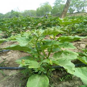 Production de fruits et légumes - fruits et légumes recherche de partenaire financier voulant investir en côte d'ivoire dans le domaine du maraichage et bananes. j'ai 20 ha de terre dans le nord du pays près d'un cours d'eau. 