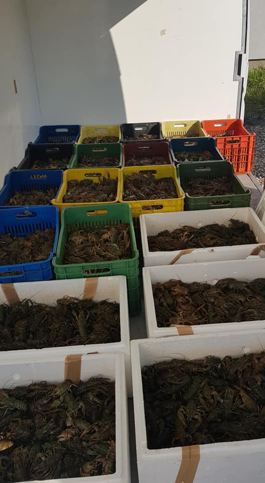 We sell live crayfish - fish we sell live crayfish from bucharest,  all papers needed.--transport thru frigo.--sizes from 35g up.--price 12$/kg,  minim order 300kg--0040752188396--- 12$/kg--- 1000kg--- frigo 3- tamcray--- 1000kg/week