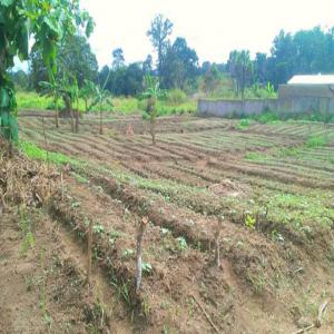 Exportation de produits agricoles  - autres la patate douce,  l'ananas,  le gingembre,  le manioc doux sont quelques cultures bio que nous produisons au sein de notre entreprise pour l'export. --le prix unitaire sont fournis à la demande. --les échantillons sont disponibles. --livraison moyenne - 25 à 50 tonnes --nous livron