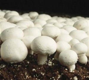 champignons de paris  - champignon levure bonjour , champignons de ^paris cultivés en algerie sur les normes,   ya quantité  emballées pour les revendeurs 