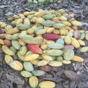 CACAO /COCOA - café cacao thé specification of cocoa- - moisture content less than 10% - clean without foreign elements - no smell - classified in grade 1 - for graining tolerance is respected - packing bags of 100 kg.