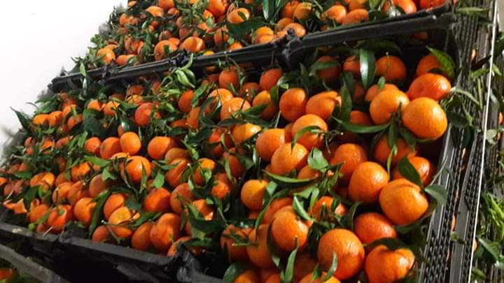 Les belles oranges clémentine citron chez Organic - fruits et légumes #organic #import  & #export  vous présente ces fruits de saison----👍la saison des agrumes 🍊 est lancée ! on démarre avec  des meilleures saveurs des oranges🍊 clémentine 🍊citron 🍋!  avec ces belles fruits égyptiens 🇪&#