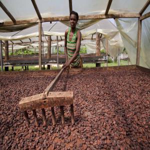 Cacao ivoirienne.. - café cacao thé bonjour a tous nous sommes un petit groupe de production de cacao désireux d'exporter nos produit vers des partenaires locaux ou étrangers.nous somme capable de livré jusqu'à 100tonnes..merci de bien vouloir nous contacter si vous étés intéressé