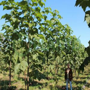 Societe Recherche Planteur Paulownia - semence graine plant nous recherchons des planteurs pour le printemps 2019 pour des plants de paulownia.--nous garantissons la vente du bois par contrat - 65000€ sur 10 ans .--le paulownia se coupe tous les 3 ans.----les terrains doivent etre non asphyxiants,  avec au maximum 30% d'argile et de préférence i