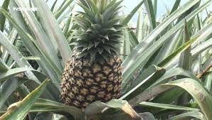 Grossiste ananas du Bénin 