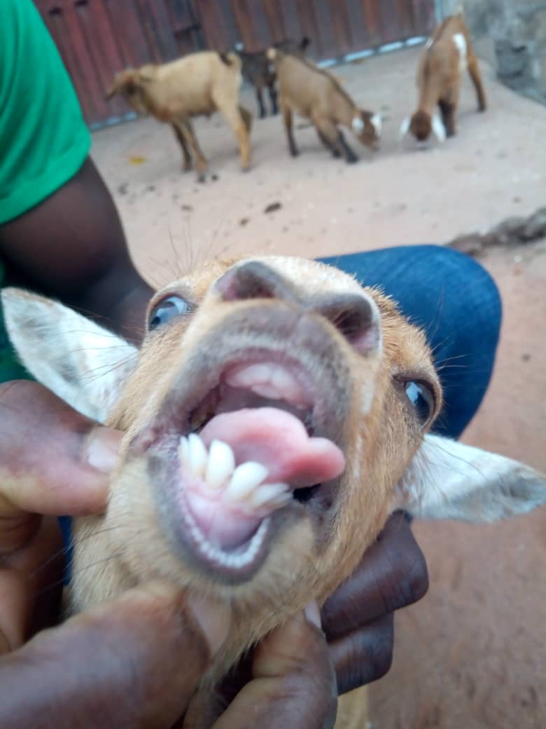 Concentré de bonne qualité pour l'engraissement d - aliments pour animaux je suis licencié en production animale et jai debuté l'élevages des ruminants (bovins, caprins, ovins) et je pense travailler plus sur l'engraissement pour la boucherie ainsi donc j'ai besoin d'en plus du fourrage que j'en possède de grande quantité,  de concentr&eacu