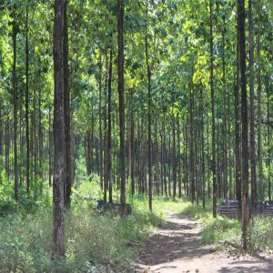 Vente de bois teck  - bois charbon fibre je dispose de 13 hectares de bois de teck. donc je recherche des éventuels acheteurs. la plantation a une durée de 10 ans--