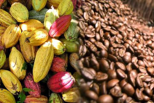 Recherche acheteur Cacao, Café, Hévea, or, mais, - café cacao thé l'entreprise exerce dans le commerce international de tous matières premières à savoir-	cacao,  cafe,  manioc,  noix de cajou,  hevea,  huile de coco,  fruits tropicaux ect,  les produits de qualités que nous proposons à toutes personnes morales ou physiques.--notre adres