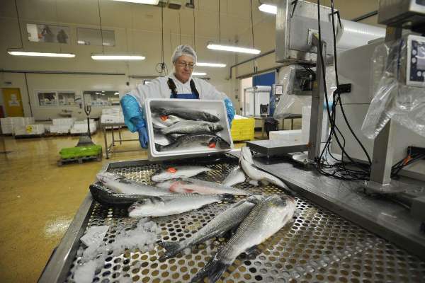 Grossiste poisson - poissons nous sommes des grossistes sur le marché du poisson en france,  foro maree est implantée sur la côte atlantique (la rochelle),  et exporte des produits frais type fruit du mer et poissons sauvages. --nos criées principales sont la rochelle,  la cotinière et la turballe