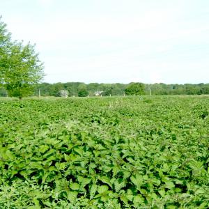 Ortie : pellets pour chevaux - aliments pour animaux nous produisons et vendons des pellets et de la farine d'ortie de qualité exceptionnelle pour chevaux.--(100% orties cultivées,  pas d'ajout,  pas de conservateur)--prix défiant toute concurrence. stock important disponible.--certificats de qualité,  fca