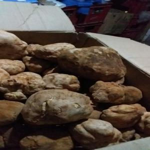 truffe du sahara - fruits et légumes on vend des truffles rouge et blancs d'origine du sahara, avec bon prix, livraison sur tout le maroc, pour plus d'infos veuillez me contacter