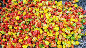 production de piments frais et sec (fumé)