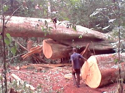 foret de 495 hectares pour exploitation du bois - bois charbon fibre bonjour, --je suis à la recherche d'un partenaire ou un locateur pour exploiter une foret de 495 hectare qui se trouve précisément à l’équateur en afrique (r.d.c) dans la foret nous avons différent sorte de bois- bois rouge,  sipo,  sapeli,  kosipo,  acajou,  le b