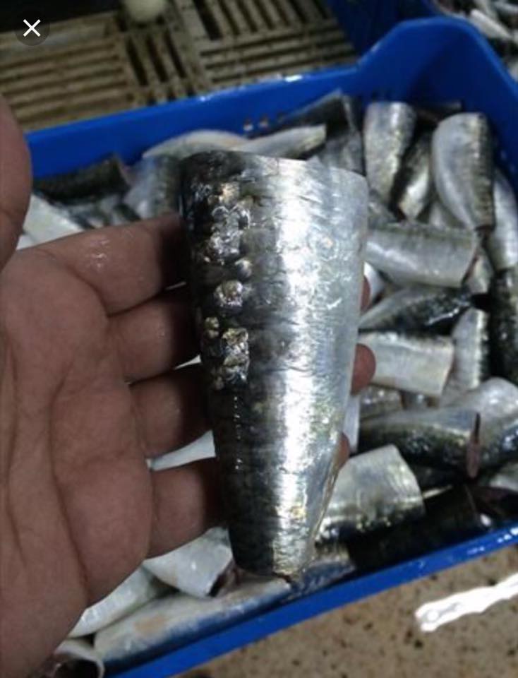 Vente de sardine hgt animal - poissons bonjour nous sommes très heureux de vous présenter nos produits nous recherchons des achteurs pour du poissons sardine hgt ou animal et poulpe --pour plus d'informations n'hésitez pas a nous contacter --