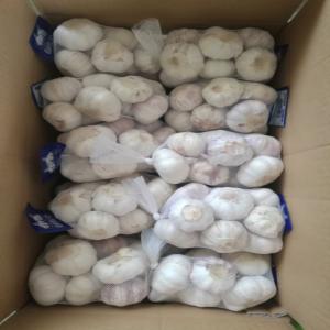 GARLIC , L'AIL  NEW CROP JUN 2023 AVAILABLE NOW  - fruits et légumes bonjour monsieur , --compagnie chinoise qui fournie des produits frais en afrique, europe,  et asie , différents produits  suivant ---ail--pomme de terre --oignon--raisin --gingembre--pomme rouge ,  verte,  et autres --légumes  est  autres  fruits --en ce moment  nous exportons nos produits 