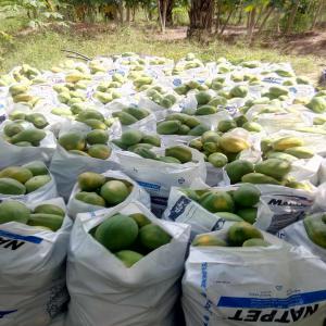 PAPAYE - fruits et légumes nous avons une plantation de papaye--nous livrons 100 sacs de papaye chaque samedi --nous souhaitons trouver des acheteurs serieux 