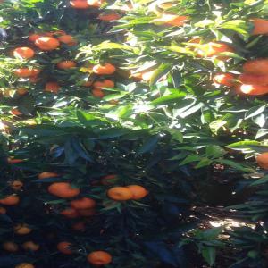 Clementine - fruits et légumes bonjour, ----on vend notre récolte de clementine au maroc, de très bonne qualité, pour export ou pour consommation locale, on cherche des clients sérieux, on a aussi l'orange à jus marque salustiana, avec de bons prix ----