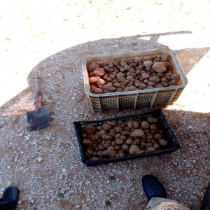 Truffes marocaines - champignon levure fournisseur de truffes marocaines en quantité limitée,  très bonne qualité,  à convenir pour la gastronomie et autres bien fait pour le corps