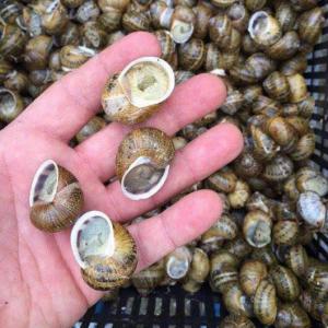 Sell snails of helix aspersa maxima and muller - live animals helix muller and helix maxima snails--looking for purchaser of helix aspersa muller and helix aspersa maxima snail to export from ukraine in europe. please contact me if your a purchaser and interested in setting up a relationship for import in europe--quantity - 10 tonnes