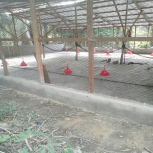 Construction de ferme avicole - animaux vivants pour la construction de vos ferme avicole. contactez nous. nous avons une équipe de menuisier expérimenté dans le domaine.----