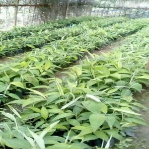 Vente de rejetons banane-plantain PIf et arbres f - semence graine plant banane-plantain variété batards big ebanga mbouroukou nº3 arbres fruitiers à vendre; et main d'oeuvre qualifiée au travail,  en tant que technicien d'agriculture.