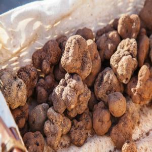 truffes pour export de la tunisie - fruits et légumes je cherche un fournisseur de truffes pour l'export à qatar et l'emirate.--merci de nous communiquer vos prix en fob. --merci