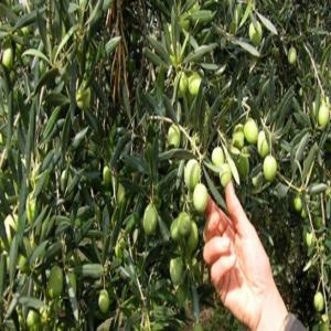 Vente d'huile d'olive extra vierge  - huiles bonjour à tous,  --producteur situé dans le moyen atlas marocain,  je mets en vente de l'huile d'olive extra vierge d'une qualité supérieure (0, 3 d'acidité). --l'huile est extraite à partir d'olives issues de la récolte de la saison. --conditionnement -